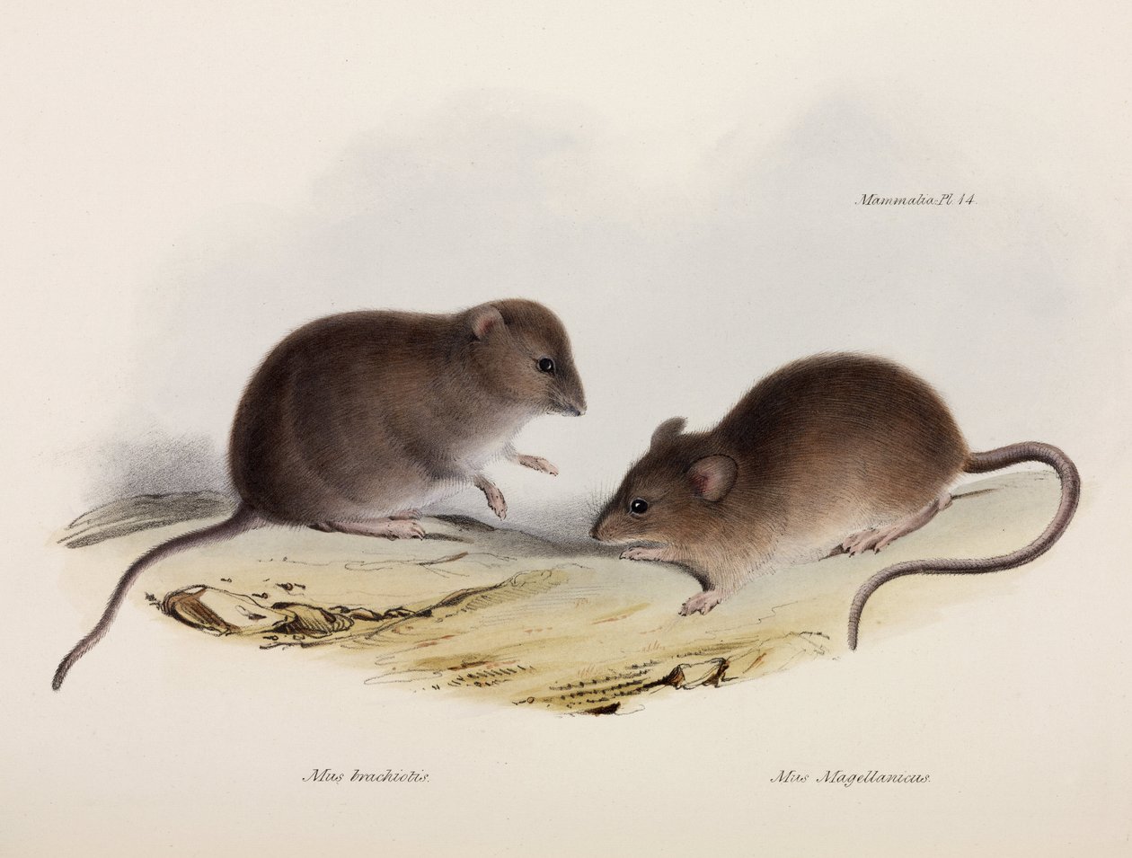 Två typer av mus, Sydamerika, c 1832-1836 av Unbekannt