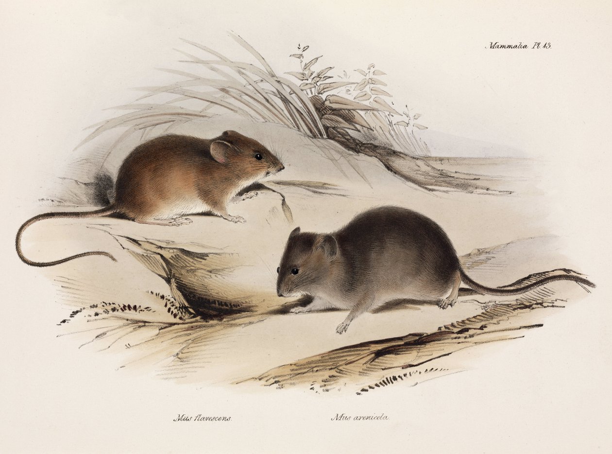Två typer av mus, Sydamerika, c 1832-1836 av Unbekannt
