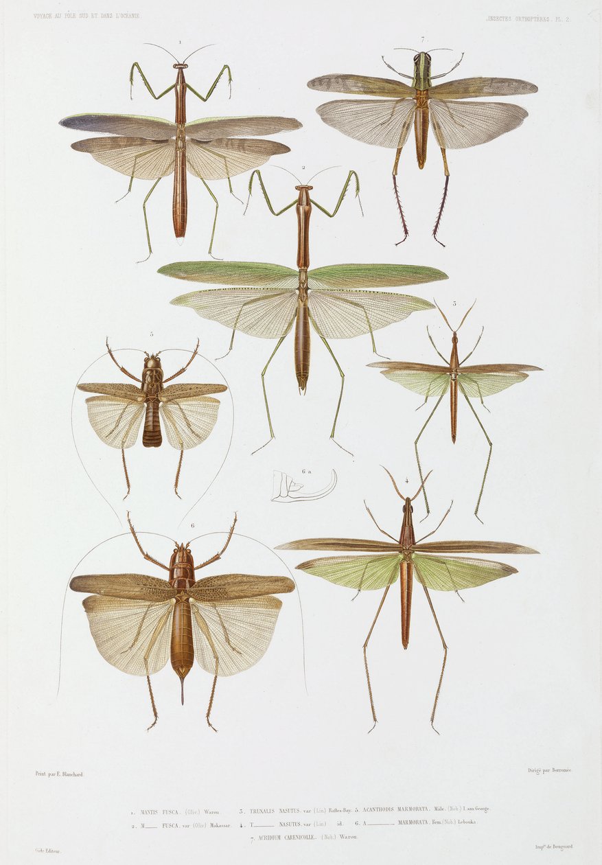 Typer av insekter, Australien och Indonesien av Unbekannter Künstler