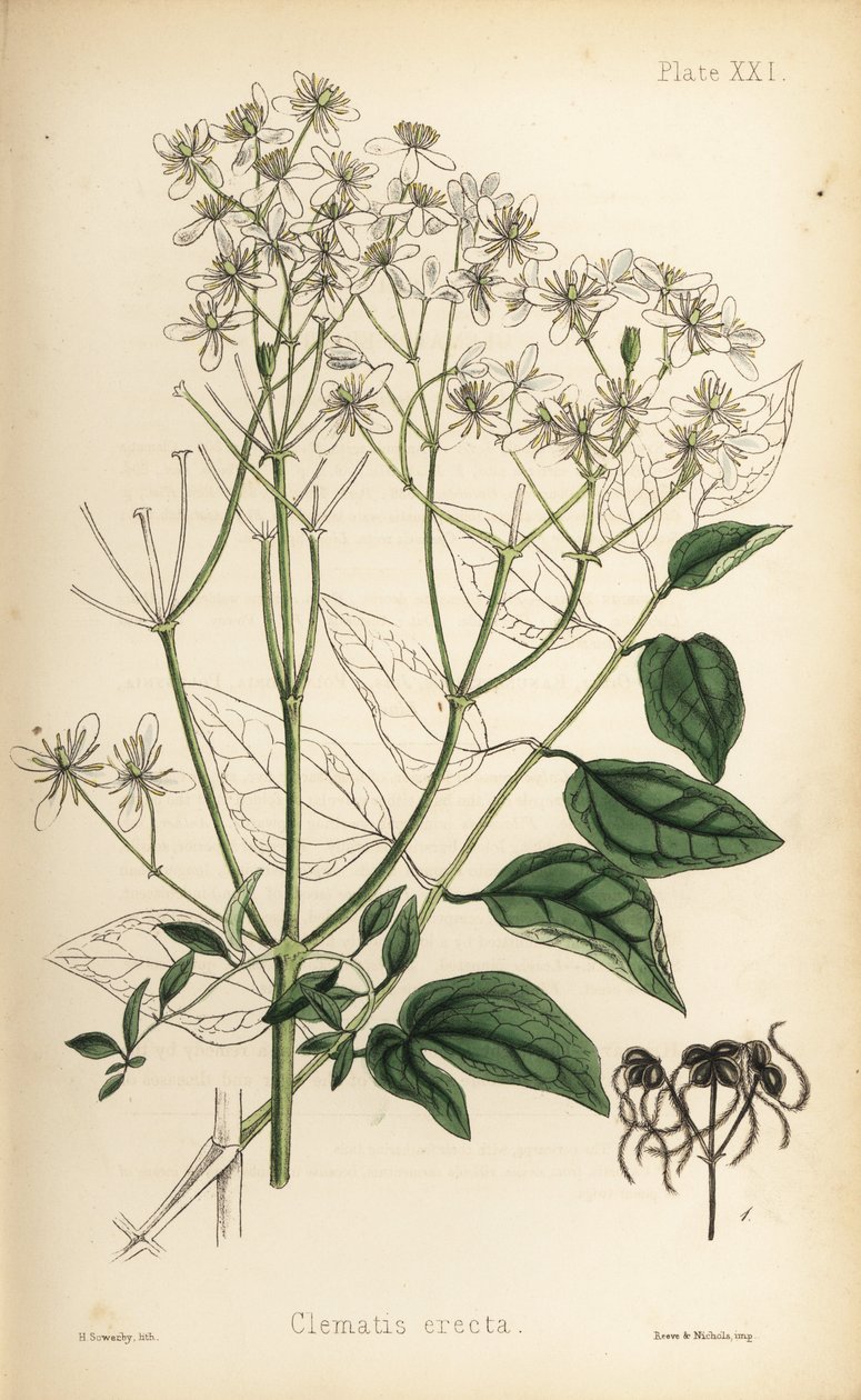 Upprätt jungfru Marie nycklar, Clematis recta (Clematis erecta). Handkolorerad litografi av Henry Sowerby från Edward Hamiltons Flora Homeopathica, Bailliere, London av Unbekannter Künstler