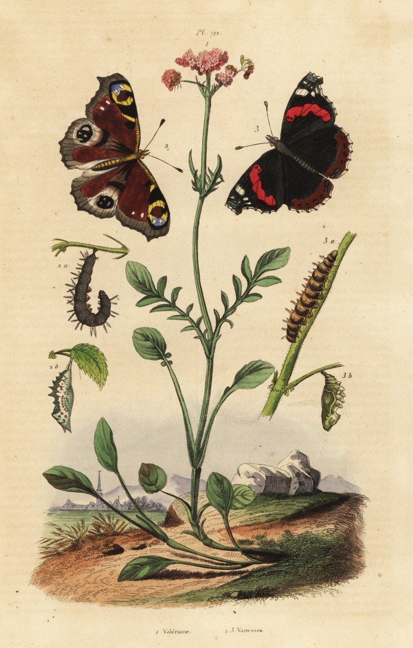 Valeriana, Valeriana officinalis 1, påfågelfjäril, Aglais io 2, röd amiral, Vanessa atalanta 3 av Unbekannt