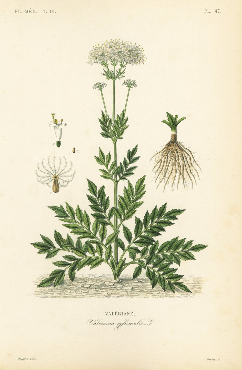 Valeriana, Valeriana officinalis, Valeriana av Unbekannt
