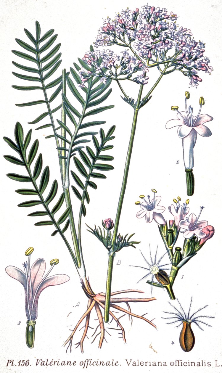 Vänderot (Valerian officinale), ca 1880-1900 (gravyr) av Unbekannter Künstler
