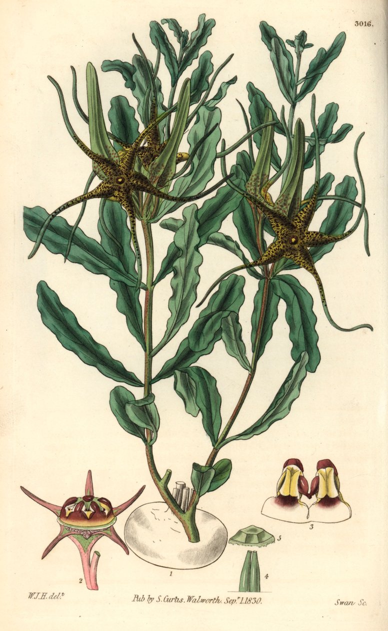 Variete av Brachystelma (Brachystelma crispum) - Illustration av William Jackson Hooper (1785-1865), gravyr av Swan, för William Curtis botaniska tidskrift av Unbekannter Künstler