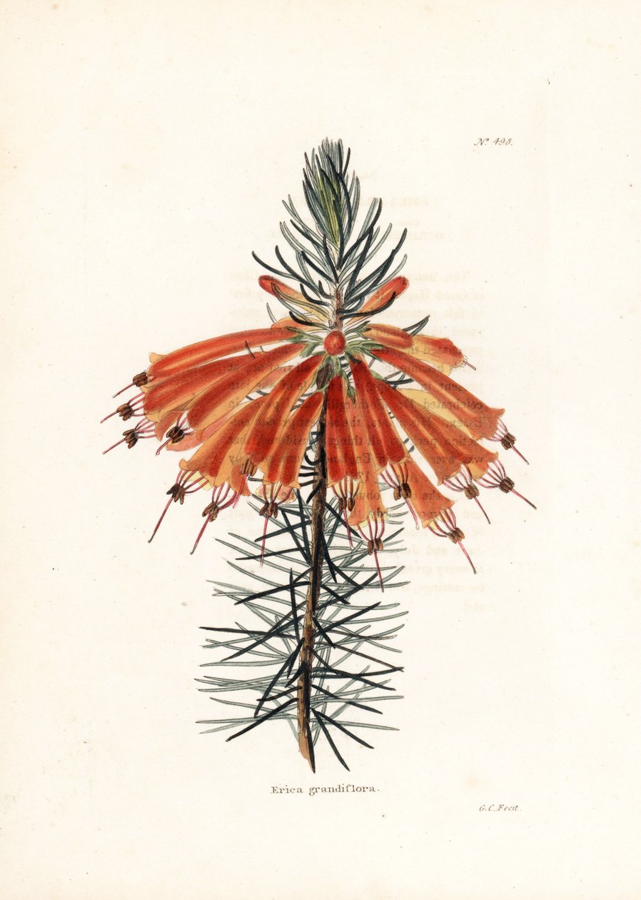 Variete de bruyere - Litografi av George Cooke, för den brittiska tidskriften Conrad Loddiges Botanical Cabinet (1738-1826) av Unbekannter Künstler