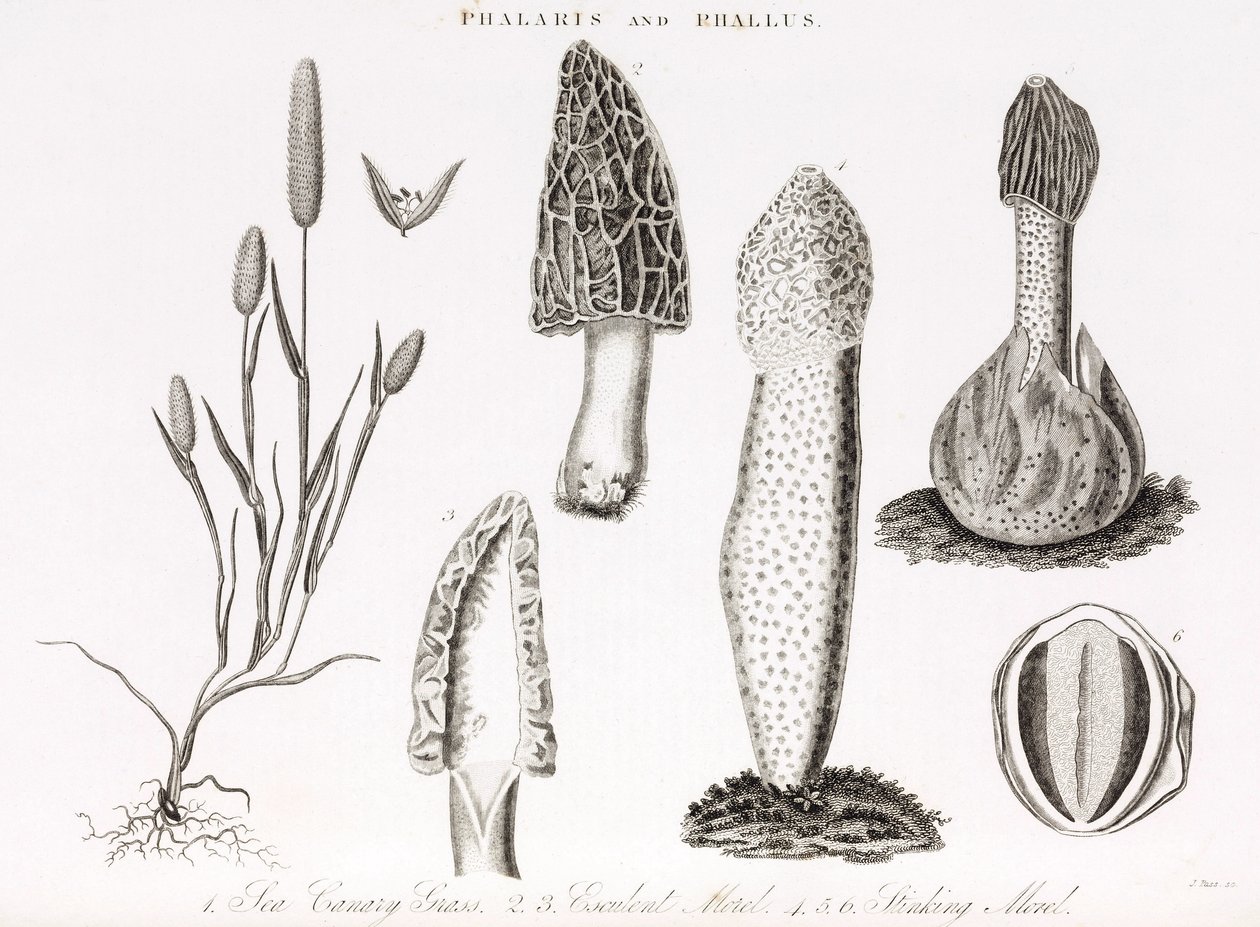 Variation av gräs och vattenlevande phallus des champignons morille av Unbekannt