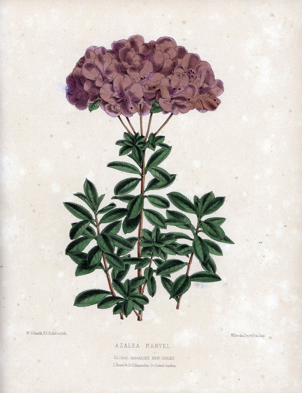 Varietet av Azalee marvel, med små halvfyllda blommor av typen Amcena, ljuslila färg. Litografi av Worthington G.Smith (1835-1917), publicerad i Floral Magazine av Unbekannter Künstler