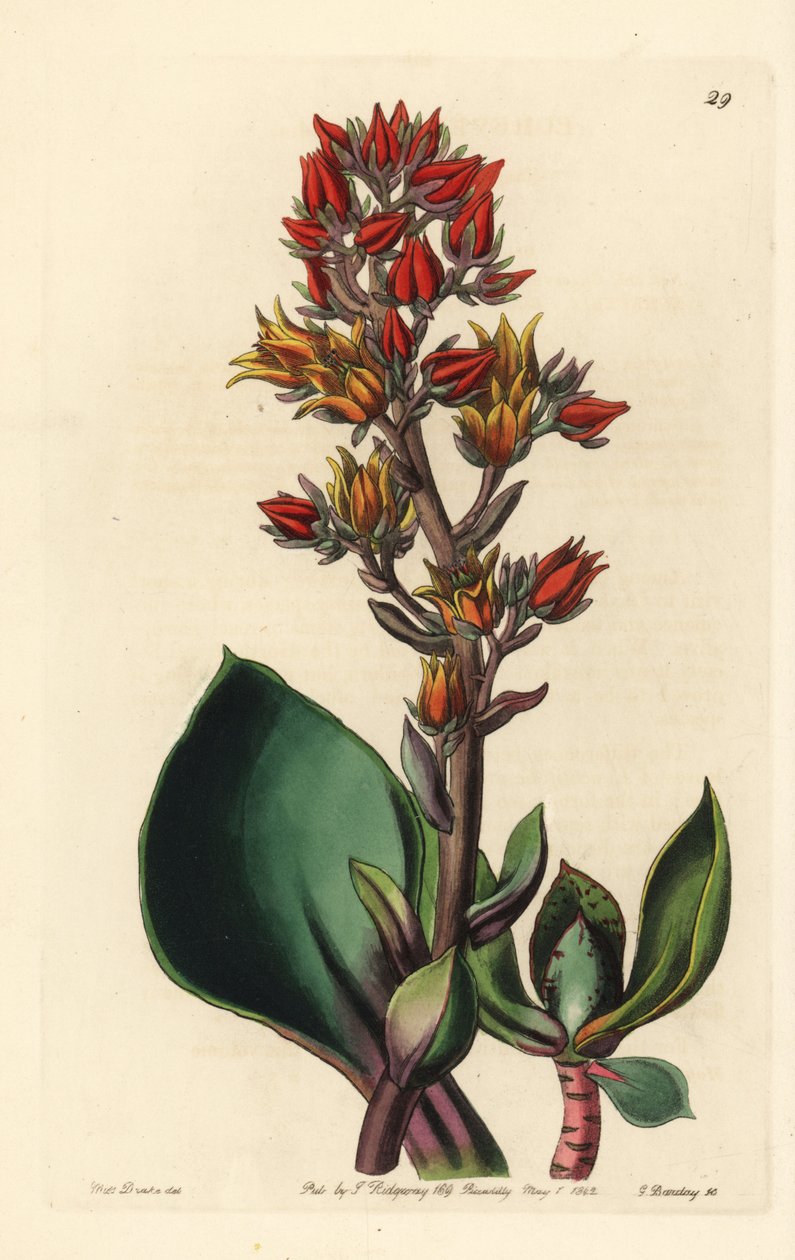 Variant av Echeveria (suckulent växt i Amerika) - Skarpbladig echeveria, Echeveria acutifolia. Handkolorerat kopparstick av George Barclay efter en illustration av Miss Sarah Drake från Edwards