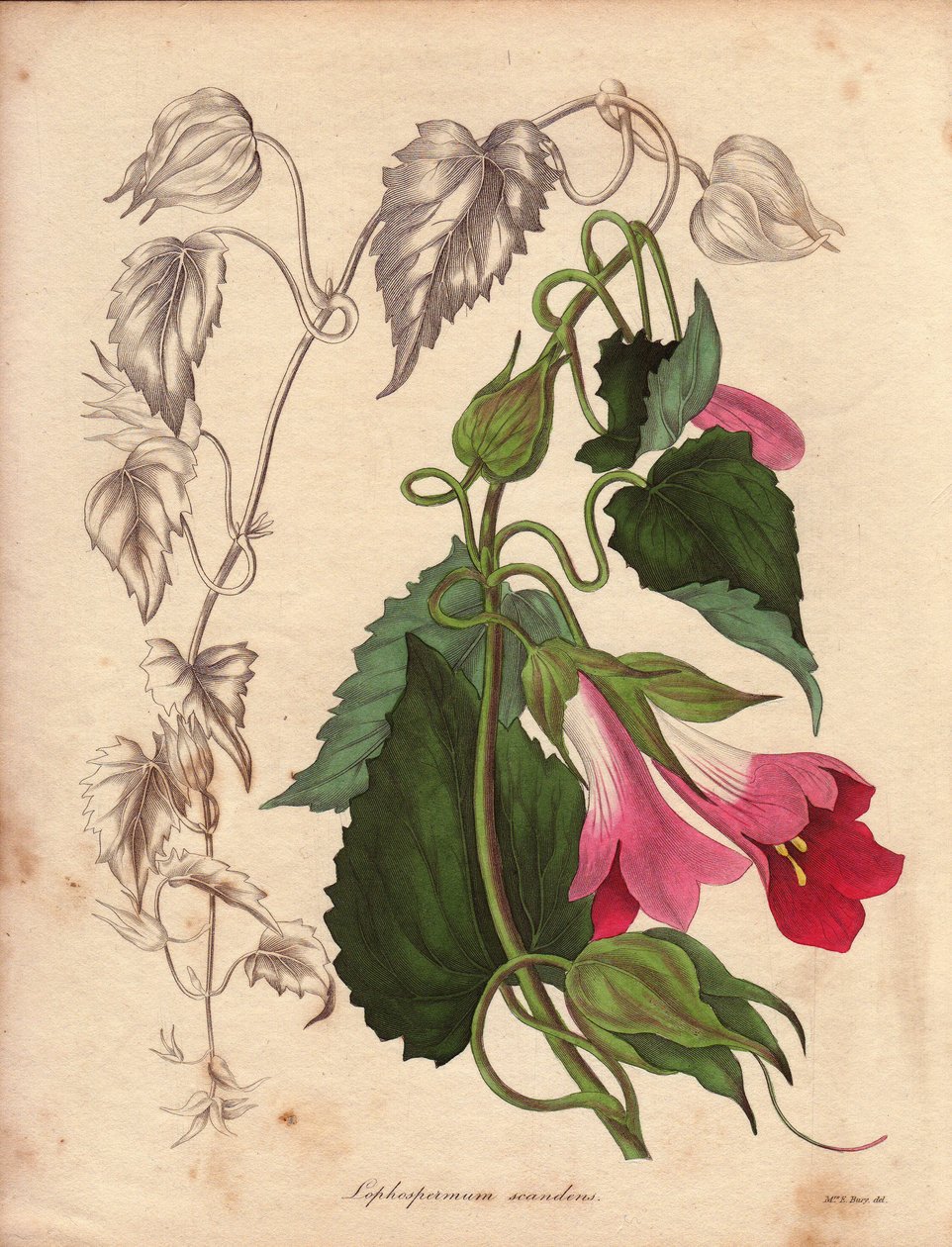 Varietet av Lophospermum (L.Scandens), klättring med rosa och lila blommor. Arter som upptäcktes av Mr Bates, mycket utbredd i buskarna i Mexiko. Denna växt odlades i Charles Tayleures samling och fanns i den botaniska trädgården i Liv av Unbekannter Künstler
