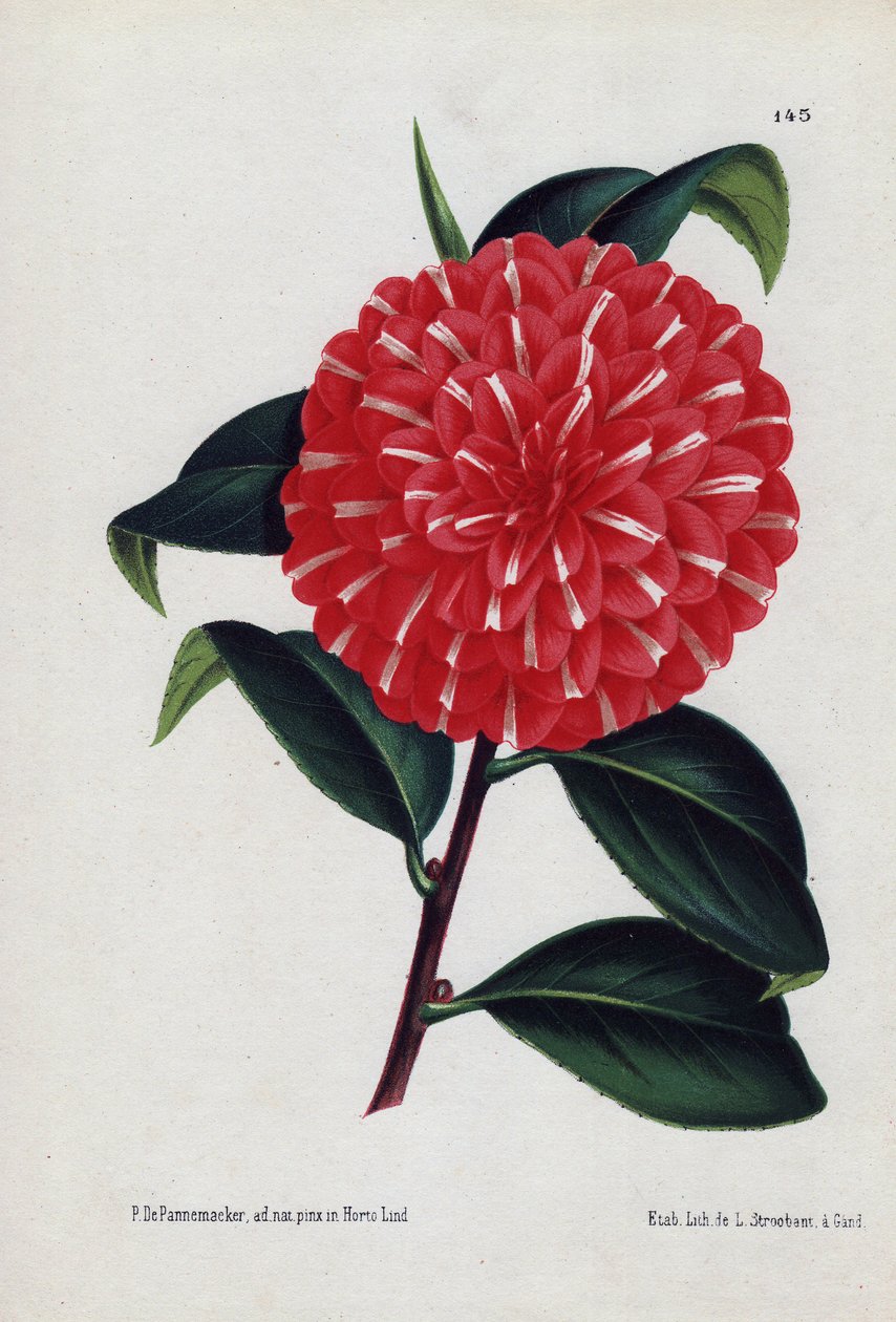 Variant av hybridkamelia, kallad Caprioli, med röda blommor randiga med vitt (Camellia japonica, Thea japonica). Illustration av P.de Pannemaeker, litografi av L.Stroobant från Gent (Belgien), offentliggjord i L