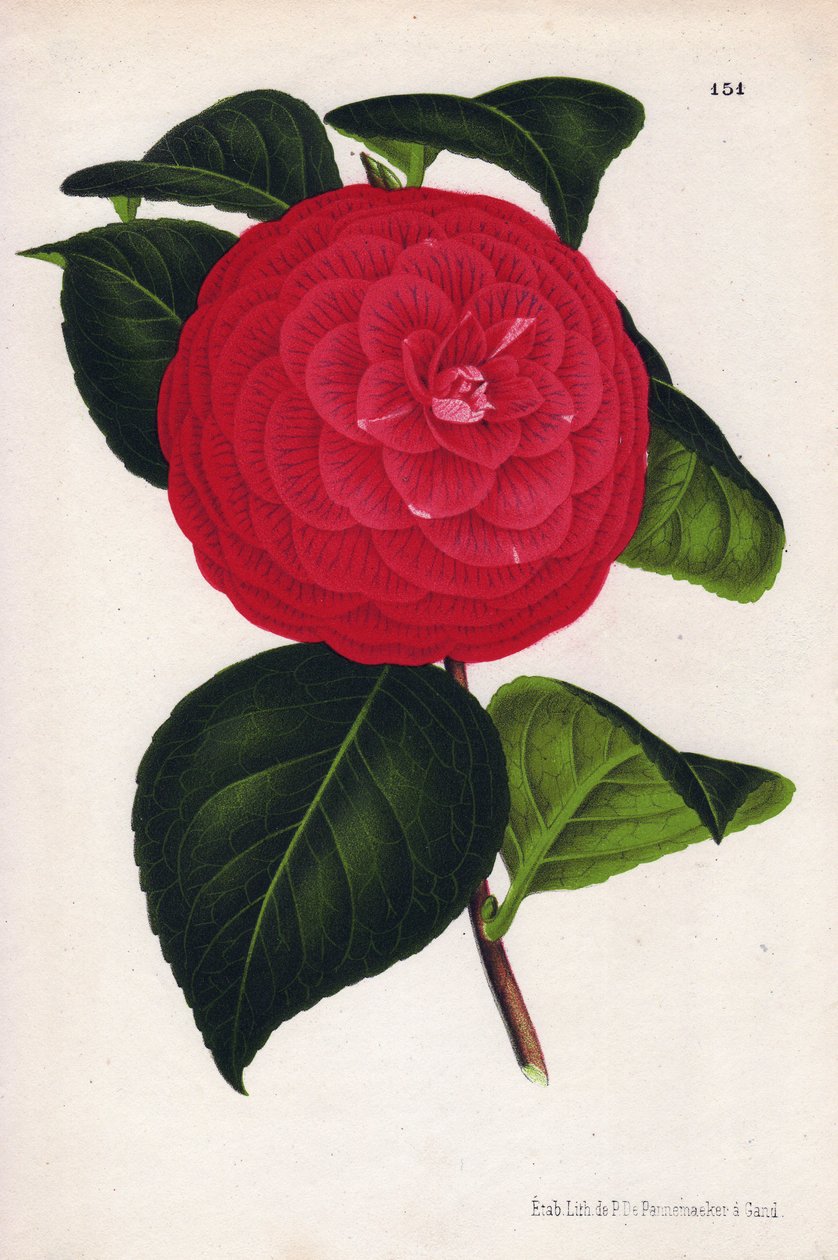 Variant av hybridkamelia, kallad Marchesa Davia (Camellia japonica, Thea japonica) med röda blommor som är ådrade med karmosinrött. Kromolitografi av P.de Pannemaeker, publicerad omkring 1880 i Gent (Belgien), i L