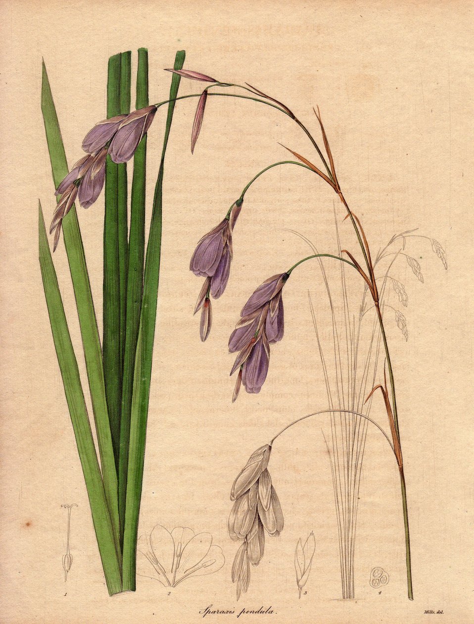 Varieté av iris (Sparaxis pendula), kallad Harlekinblomma, infödd i Sydafrika, med hängande blommor i lila färg. Illustration av R. Mills (aktiv 1836-1842), i The Botanist, serie av Benjamin Maund i fem volymer, publicerad mellan 1836 och 1842 av Unbekannter Künstler