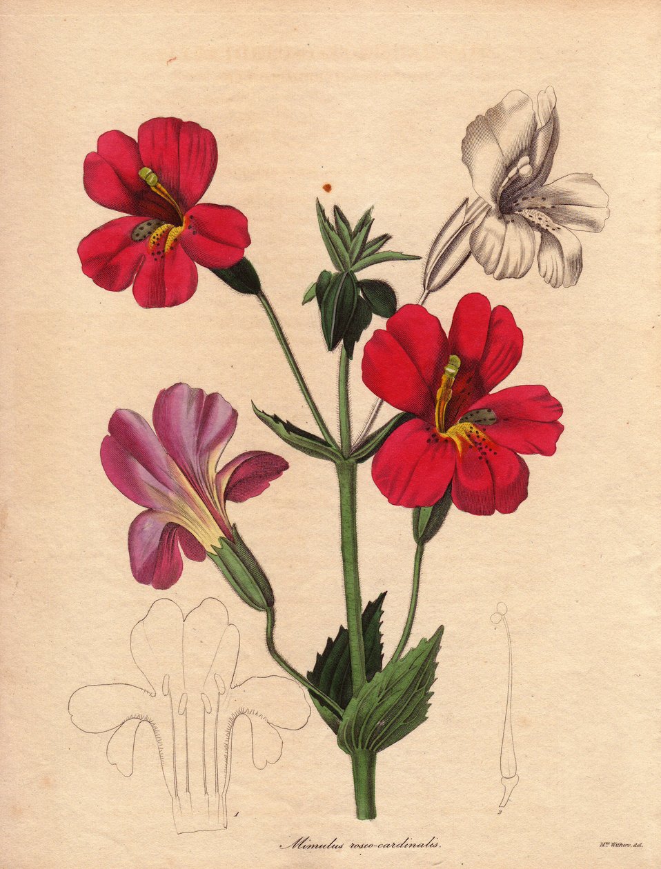 Varietet av mimulus (Mimulus roseo cardinalis). Hodson hybrid variete, kallad apblomma eller myskblomma. Illustration av Augusta Innes Withers (1793-1877), i The Botanist, serie av Benjamin Maund i fem volymer, publicerad mellan 1836 och 1842. Denna w av Unbekannter Künstler