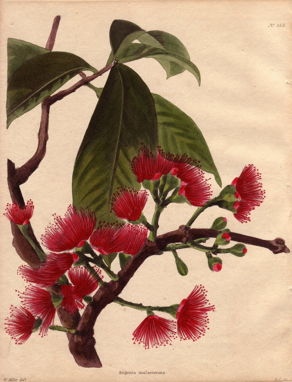 Varieté av vattenäpple eller rosa äpple, med purpurröda blommor (Eugenia malaccensis). Tropisk växt av malaysiskt ursprung. Den art som presenteras här är inte begränsad till Detroit of Malacca (Malaysia), utan förekommer i hela Indien och på de flesta öar av Unbekannter Künstler