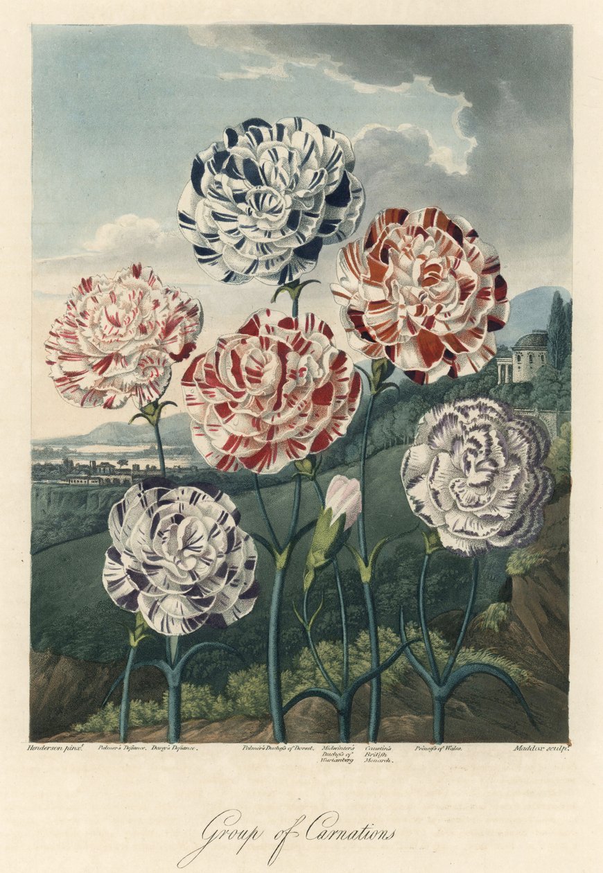 Sorter av vanliga nejlikor (eller floristnejlikor eller kryddnejlikor) Starkt vatten, extraherat från The Temple of Flora, av Dr. Robert Thornton (1768-1837) av Unbekannter Künstler