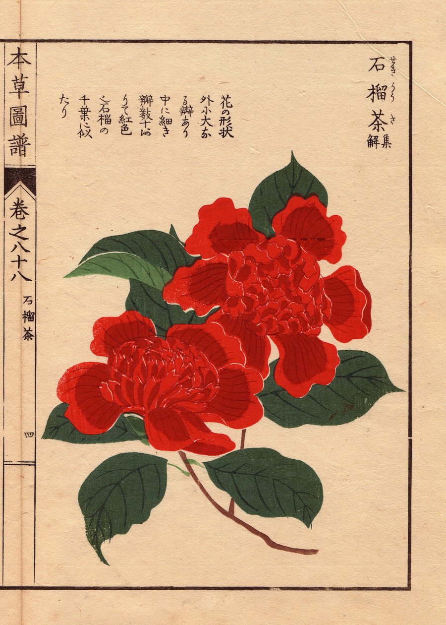 Sorter av japansk kamelia (Thea japonica Nois): Sekirousa, med blommor i ekarlat. Eau forte en couleurs, träsnitt av Kanen Iwasaki (1786-1842) botaniker, entomolog och japansk zoolog, publicerat i Honzo Zufu, 1884, en illustrativ guide till medicin av Unbekannter Künstler