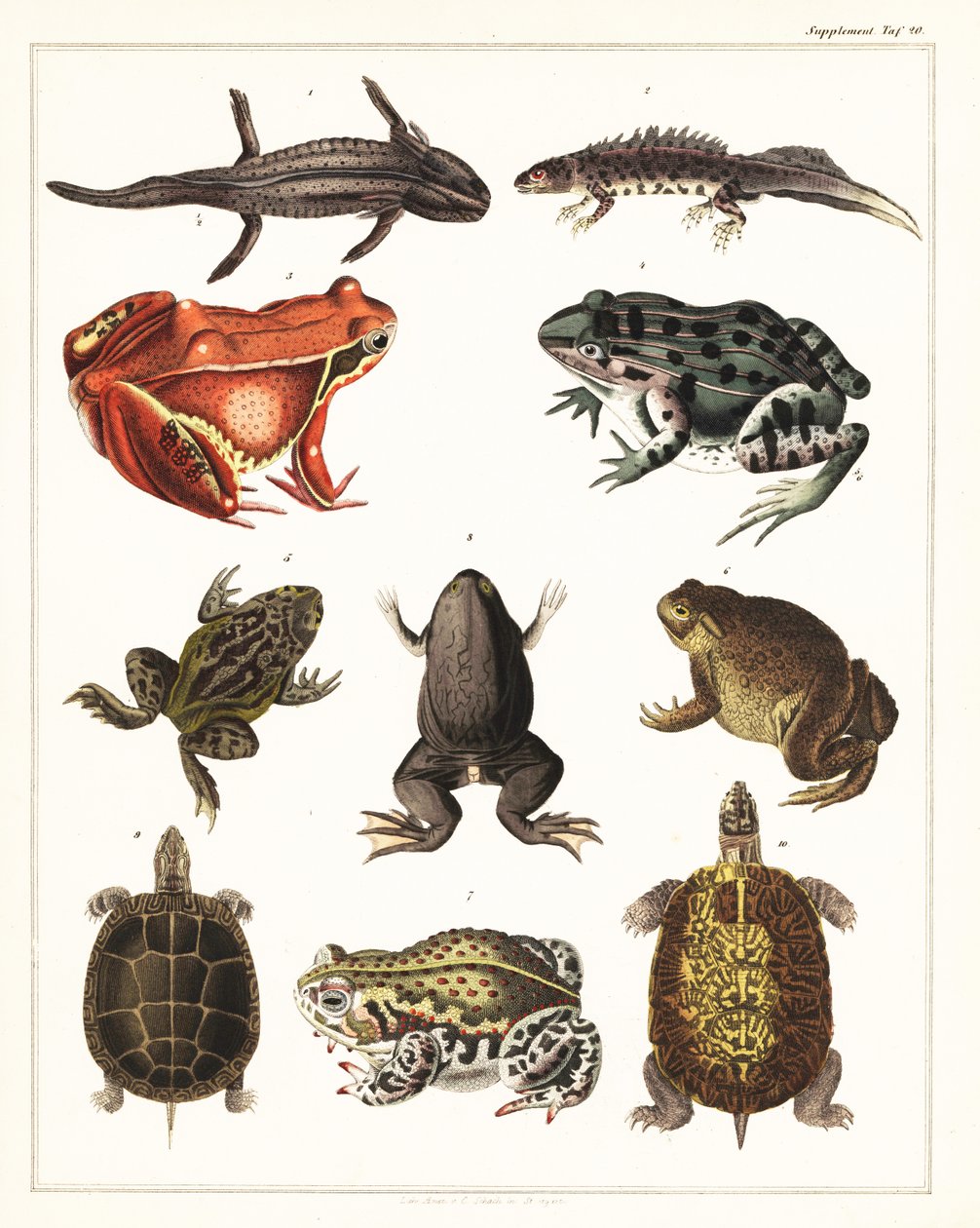 Sorter av groddjur, grodor och sköldpaddor., 1841 (litografi) av Unbekannter Künstler