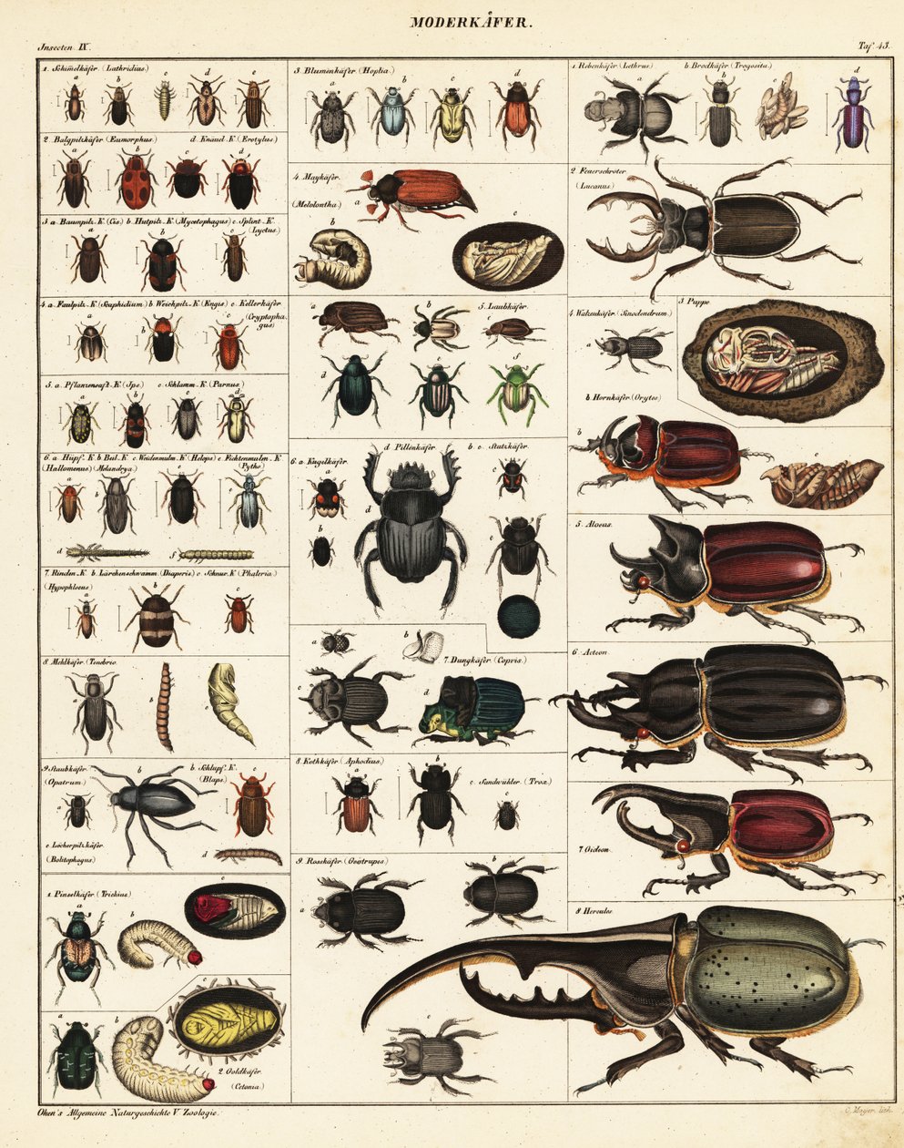 Varieteter av skalbaggar., 1841 (litografi) av Unbekannter Künstler