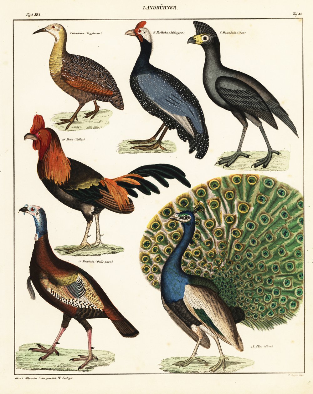 Sorter av fåglar. ,1841 (litografi) av Unbekannter Künstler
