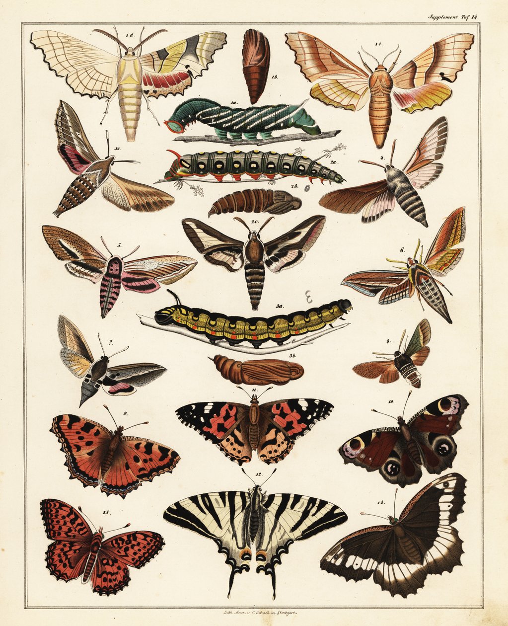 Sorter av fjärilar, nattfjärilar, etc., 1841 (litografi) av Unbekannter Künstler