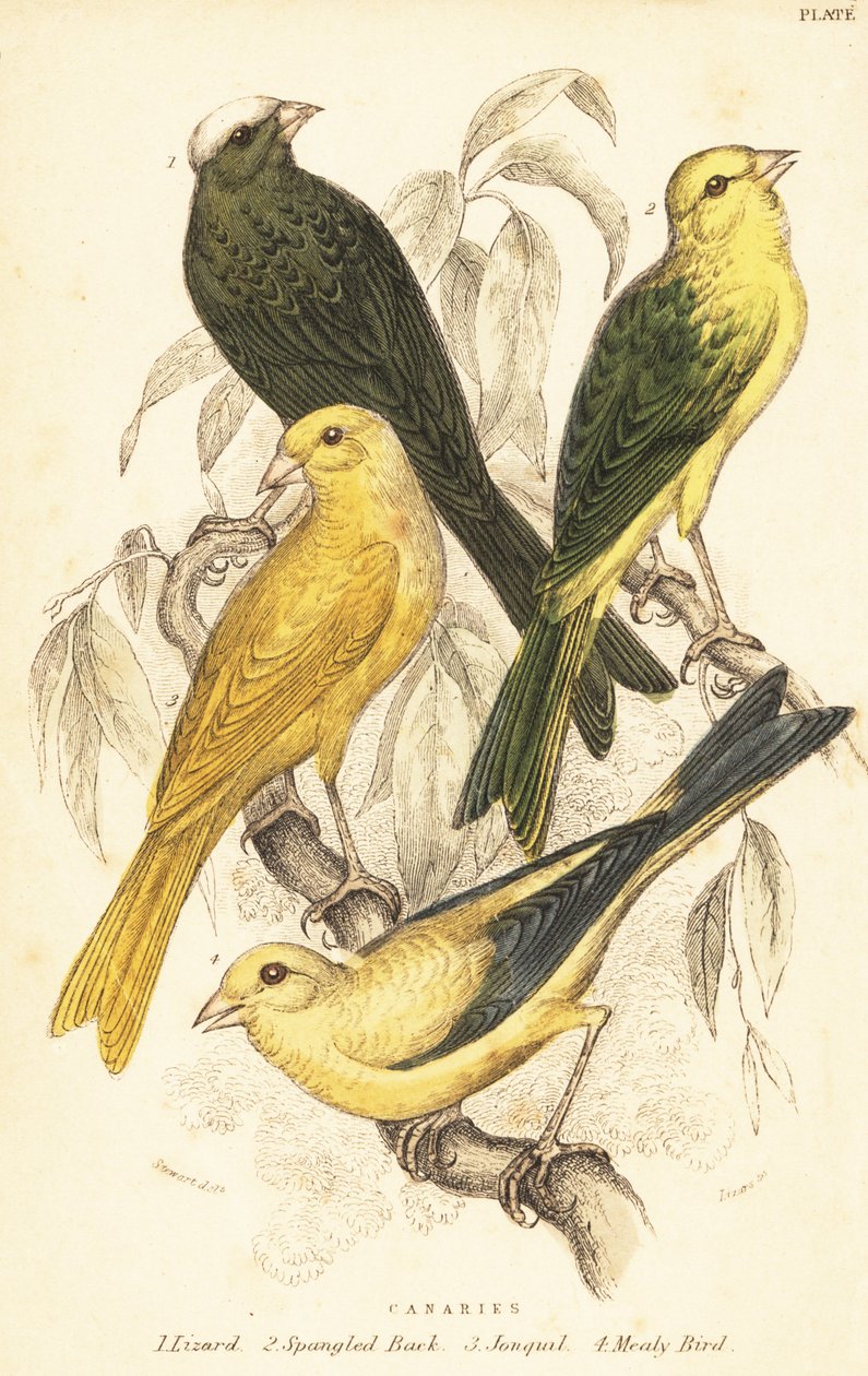 Sorter av kanariefåglar, Serinus canaria domestica.1889 (gravyr) av Unbekannter Künstler