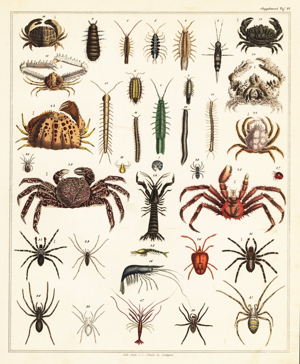 Variationer av krabbor och spindlar., 1841 (litografi) av Unbekannter Künstler