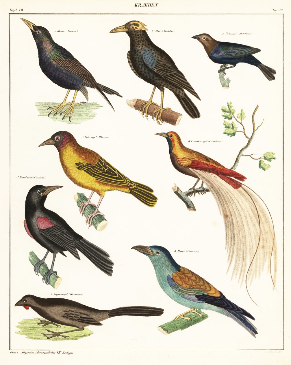 Varianter av exotiska fåglar. ,1841 (litografi) av Unbekannter Künstler