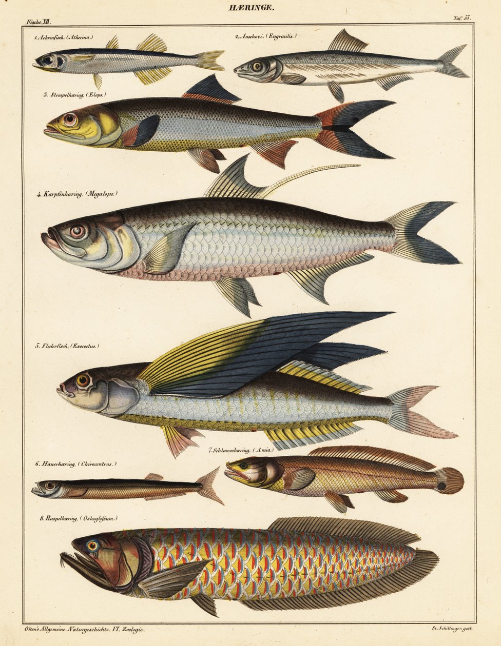 Sorter av fisk., 1841 (litografi) av Unbekannter Künstler