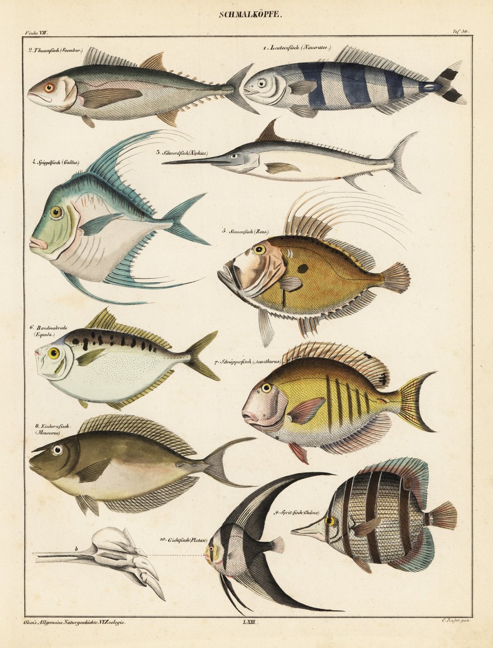 Sorter av fisk., 1841 (litografi) av Unbekannter Künstler
