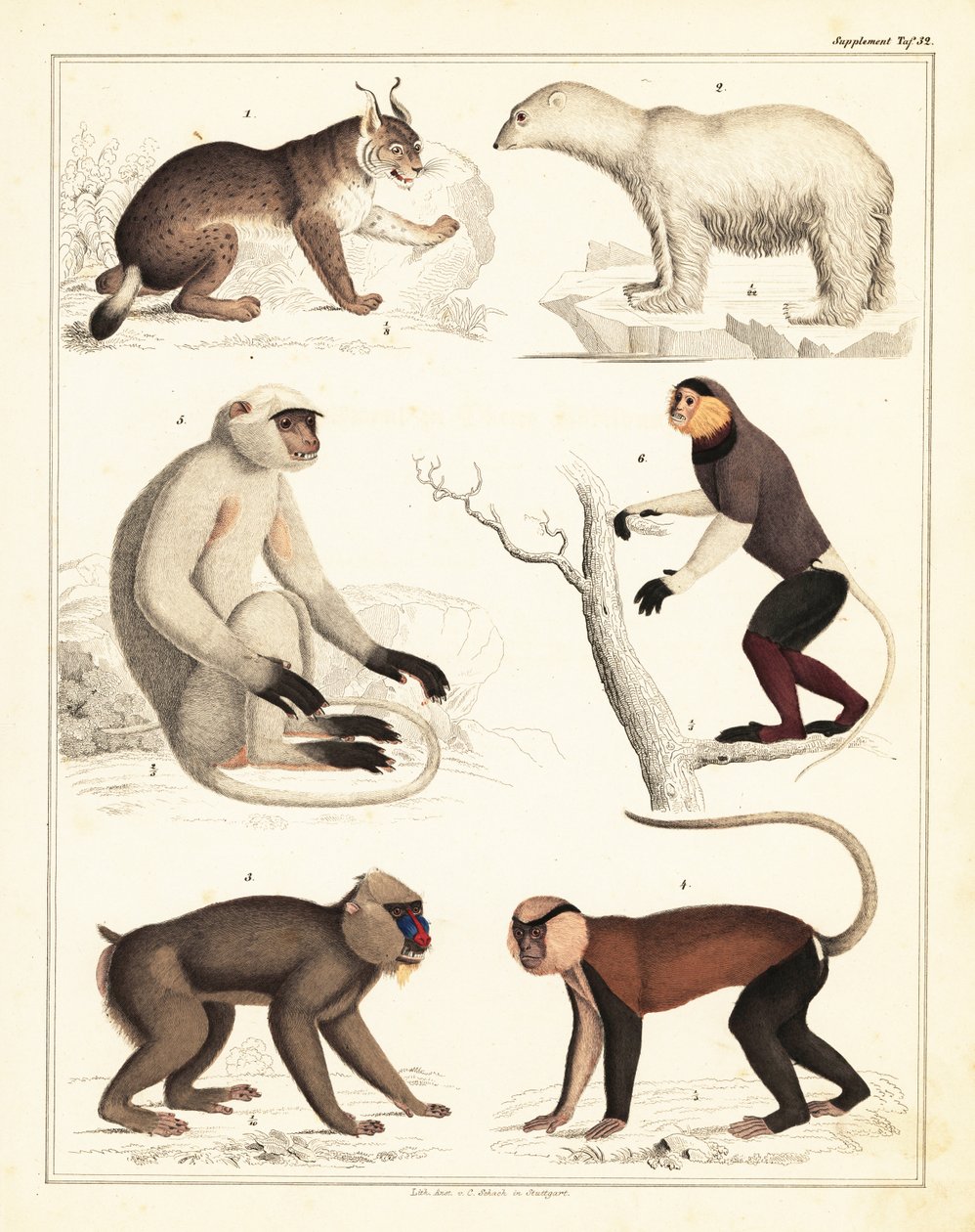 Varianter av däggdjur. ,1842 (litografi) av Unbekannter Künstler