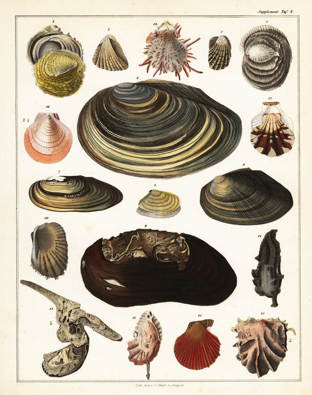 Variationer av snäckor, blötdjur., 1841 (litografi) av Unbekannter Künstler
