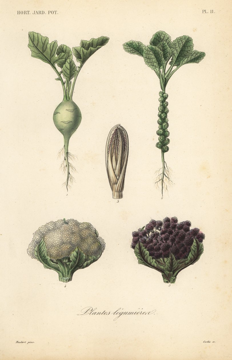 Grönsaker, Plantes legumieres av Unbekannt