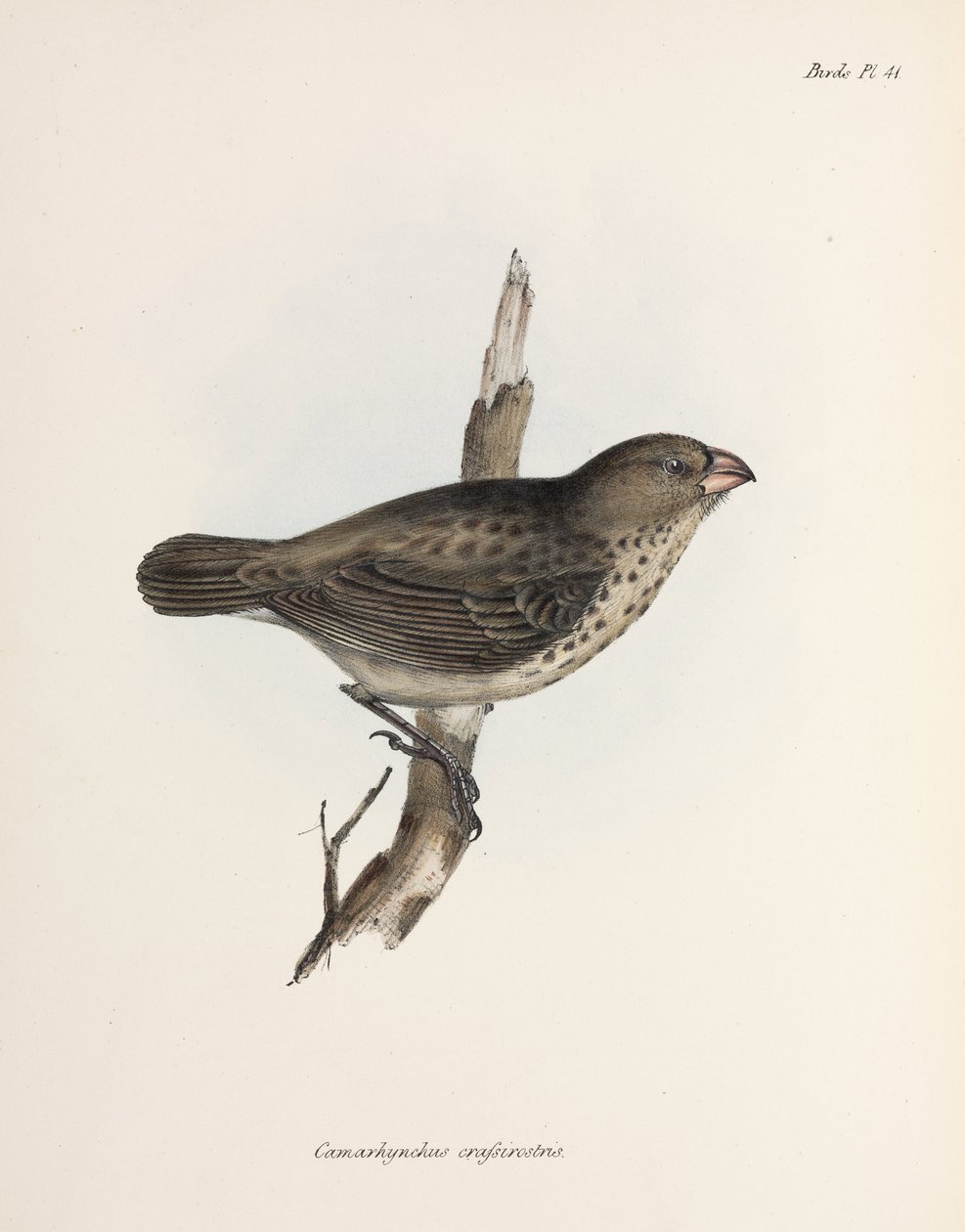 Vegetarisk fink, Galapagosöarna, ca 1832-1836 av Unbekannt