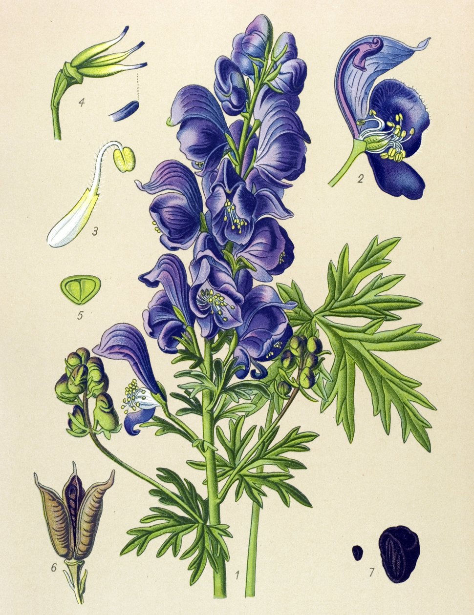 Giftig (giftig) och medicinalväxt: Aconit napel (Aconitum napellus) av Unbekannter Künstler
