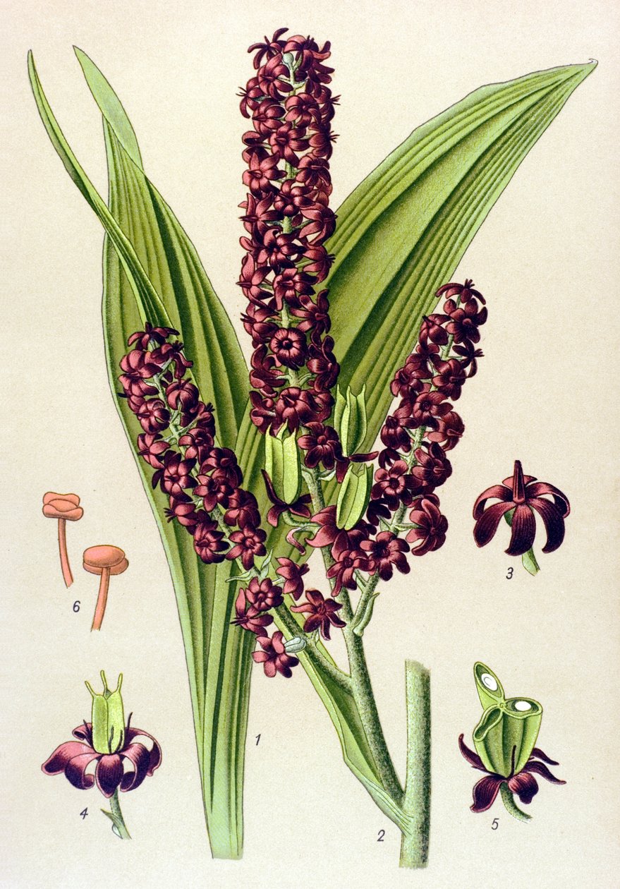 Giftig växt (giftig): Svart veratre (Veratrum nigrum) av Unbekannter Künstler