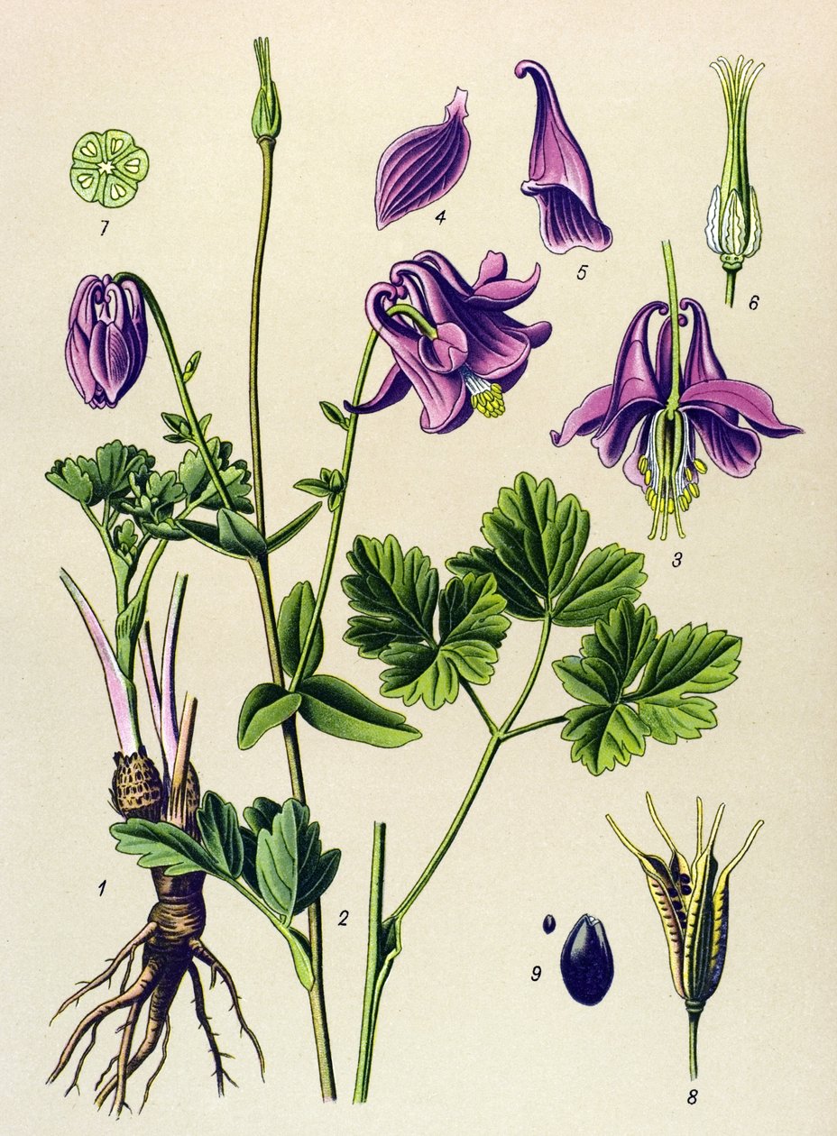 Venenös växt (giftig): Vanlig ancolia (Aquilegia vulgaris) av Unbekannter Künstler