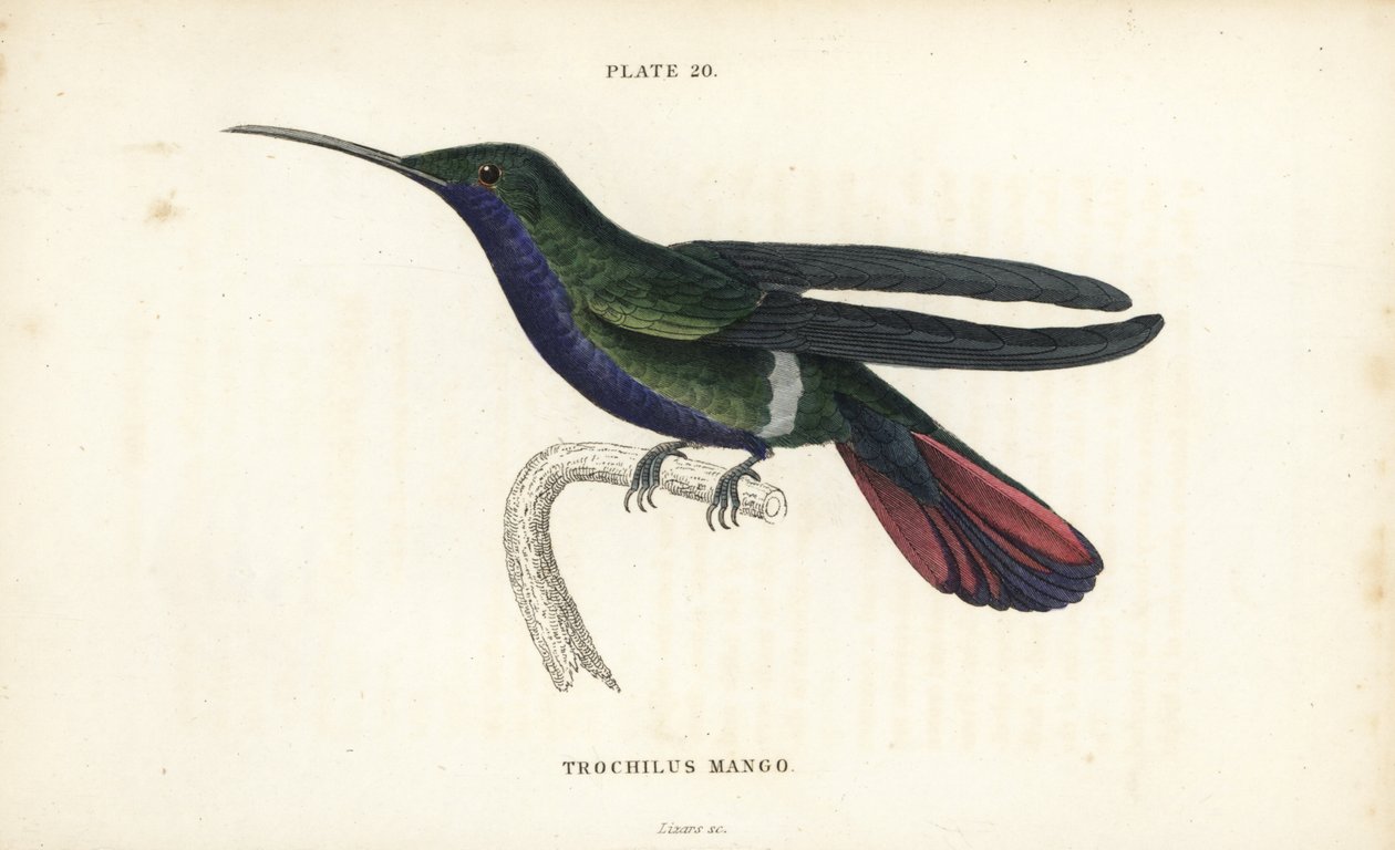 Veraguans mango, Anthracothorax veraguensis (Mango kolibri, Trochilus mango). Handkolorerad stålgravyr av William Lizars från Sir William Jardine