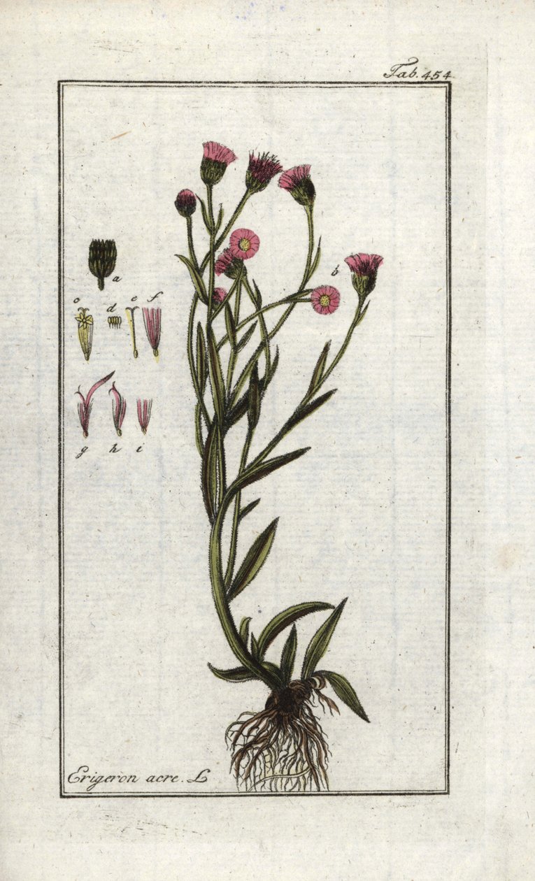 Vergerettakrona (Erigeron acris). Litografi från "Bild av Artseny-Gewassen" av Johannes Zorn (1739-1799), Nederländerna av Unbekannter Künstler