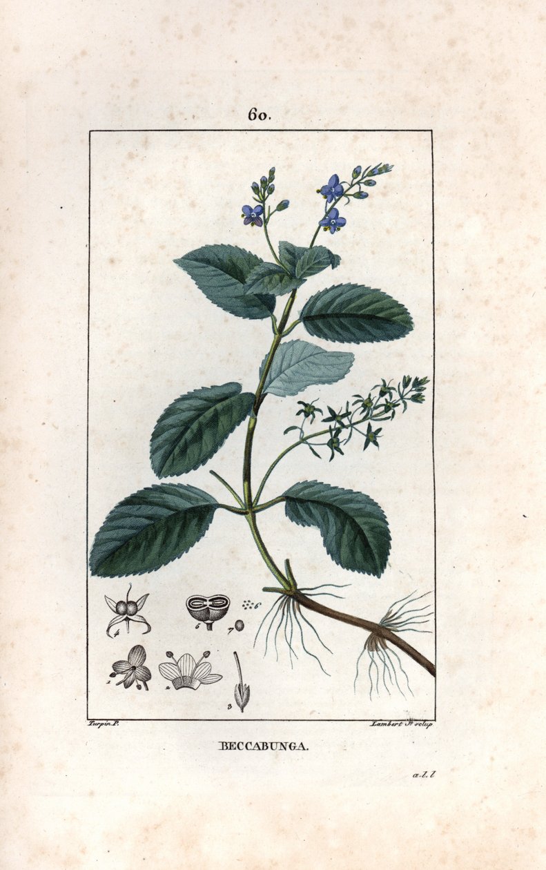 Veronique des ruisseaux ou cress de cheval or salad de chouette - Gravyr av Lambert fils, efter en teckning av Pierre Jean Francois Turpin (1775-1840), hämtad ur La flore medicale, de Chaumeton, Poiret et Chamberet, Paris 1830 - Brooklime eller European sp av Unbekannter Künstler