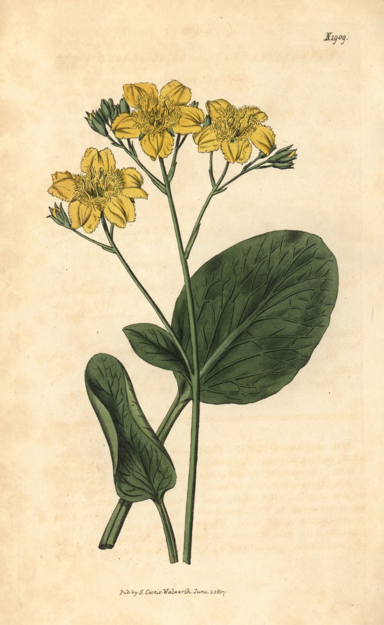 Villardie - Villarsia ovata (Ovalbladig kappaböna, Menyanthes ovata). Handkolorerad botanisk gravyr från John Sims Curtis