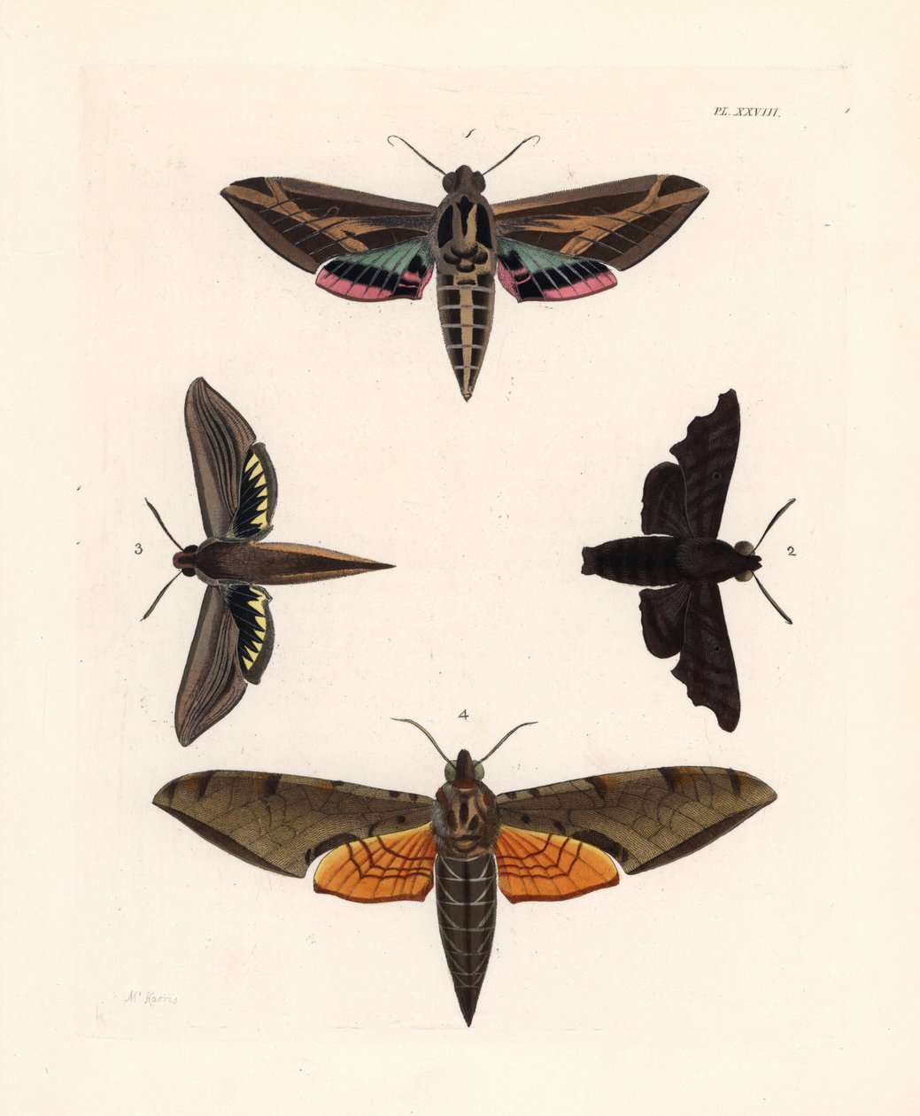 Sfinxmal, Eummorpha vitis 1, sorgsfinx, Enyo lugubris 2, tersasfinx, Xylophanes tersa 3, och strimmig sfinx, Proambulyx strigilis 4. Handkolorerad litografi från John O. Westwoods nya utgåva av Dru Drurys "Illustrations of Exotic Ento av Unbekannter Künstler