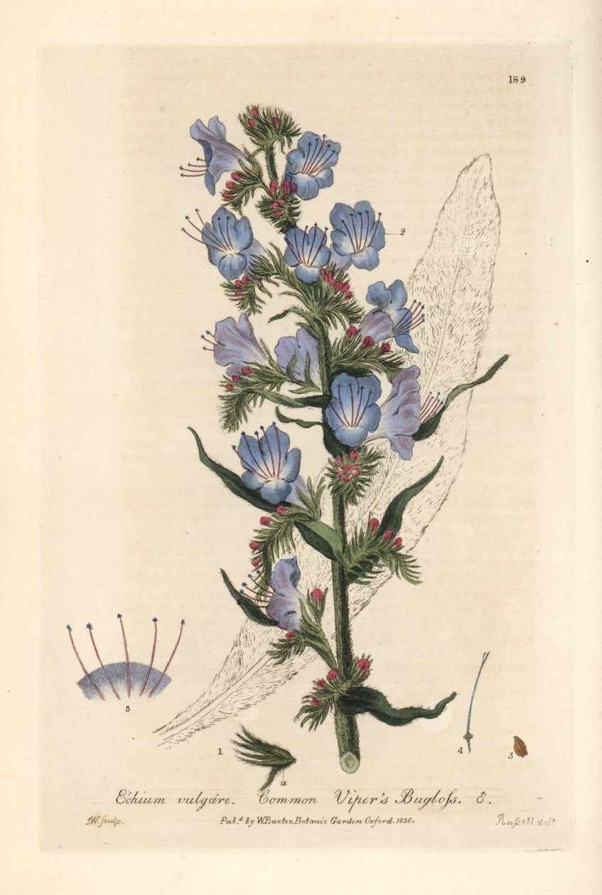 Viperine commune - Huggorm, Echium vulgare - Handkolorerat kopparstick av J. Whessell efter en teckning av Isaac Russell från William Baxter
