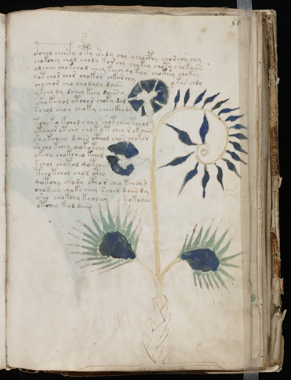 Voynich Manuscript folio 56r, c.1500 (bläck på pergament) av Unbekannt