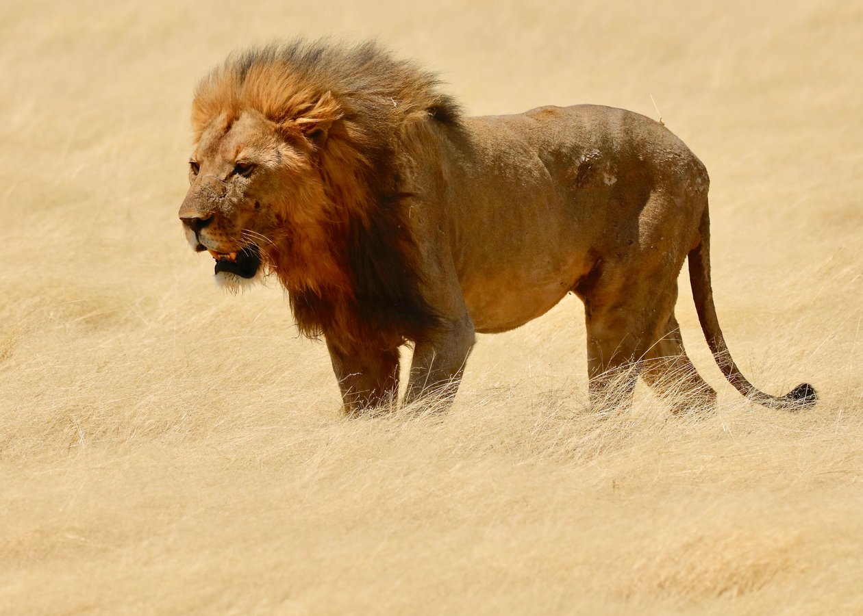 Warrior, Etosha, 2018 (bild) av Unbekannter Künstler