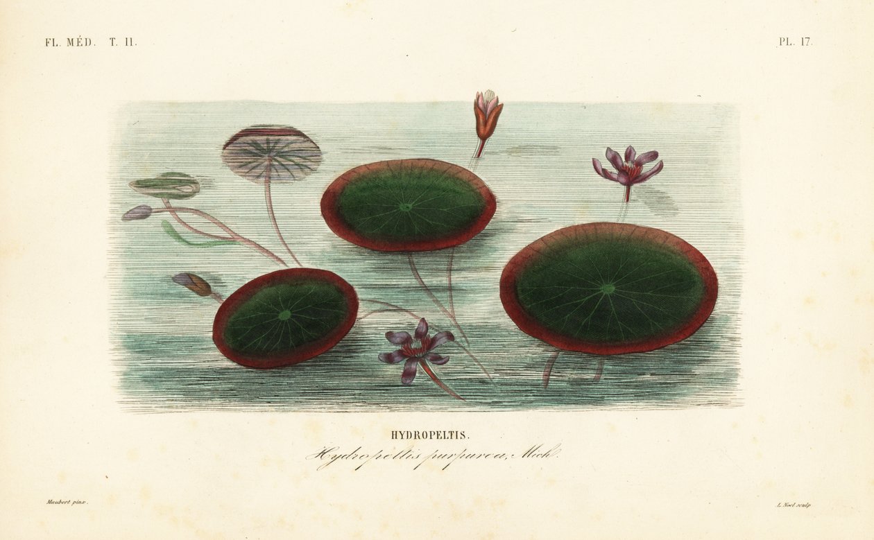 Vattensköld, Brasenia schreberi, Hydropeltis purpurea, Hydropeltis av Unbekannt