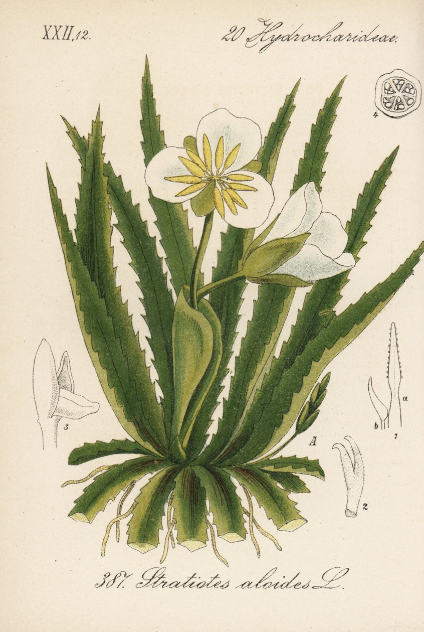 Vattenaloe - Vattensoldat, Stratiotes aloides. Handkolorerad litografi från Diederich von Schlechtendals tyska flora (Flora von Deutschland), Jena av Unbekannter Künstler