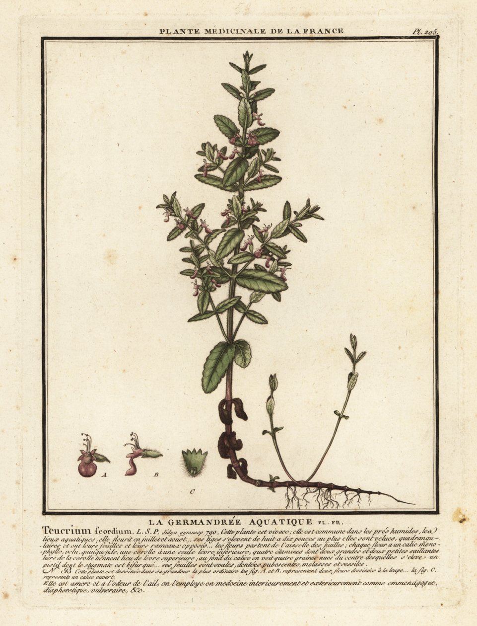 Vattengermander, Teucrium scordium. av Unbekannter Künstler