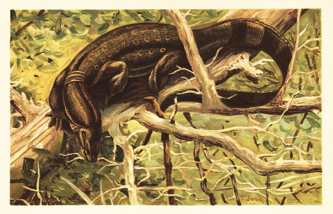 Vattenövervakningsödla, Varanus salvator. 1908 (litografi) av Unbekannter Künstler