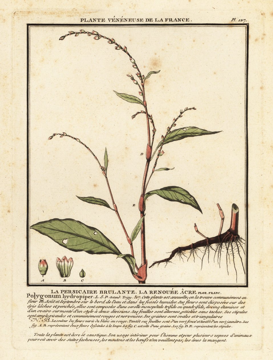 Vattenpeppar, Persicaria hydropiper. av Unbekannter Künstler
