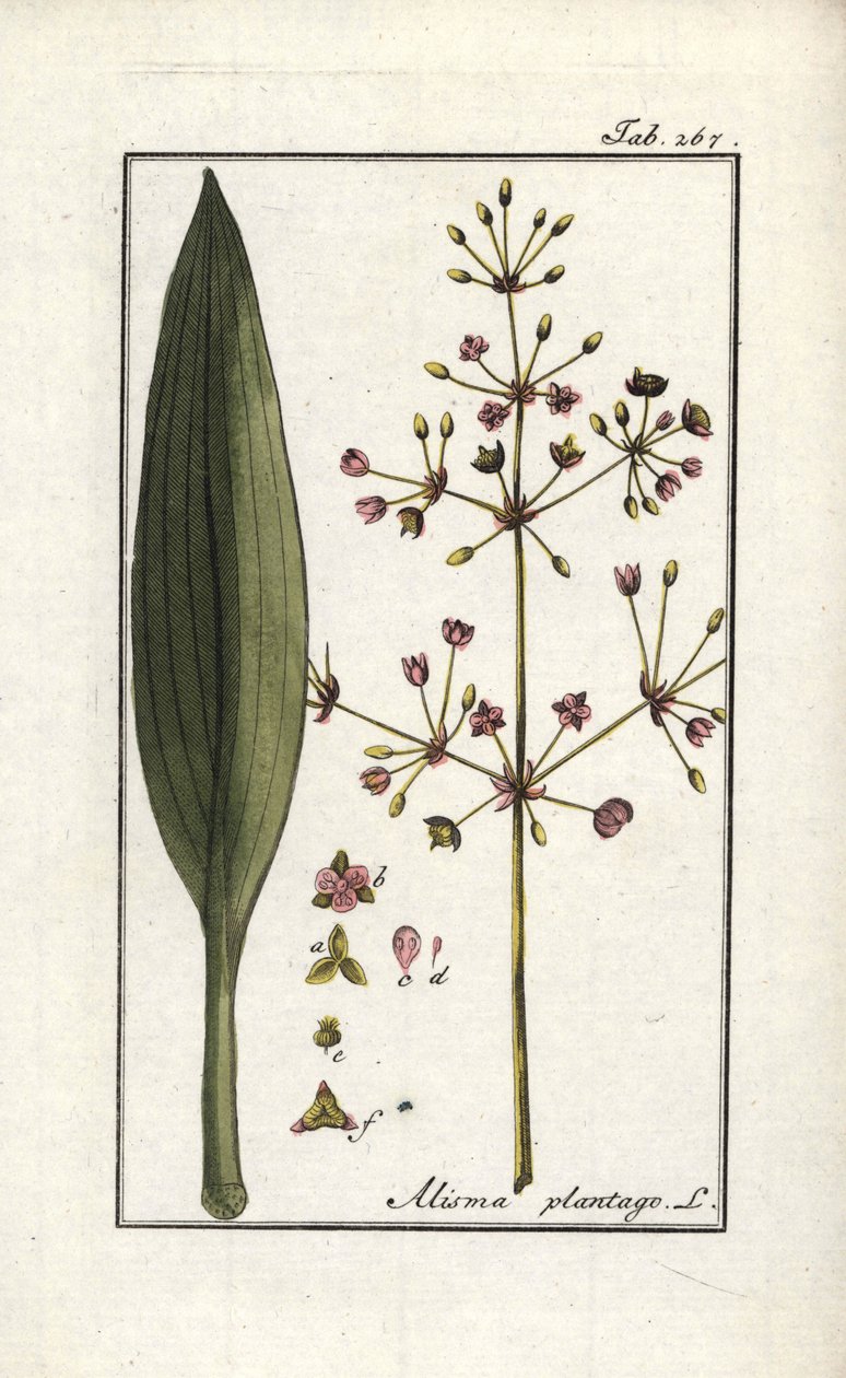 Vattenväggen (Alisma plantago-aquatica). Litografi från "Afbeelding der Artseny-Gewassen" (herbarium över medicinalväxter) av Johannes Zorn (1739-1799), Nederländerna av Unbekannter Künstler
